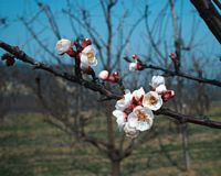 Abricotier commun. Fleurs. Cliquer pour agrandir l'image.