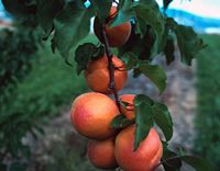 Abricotier commun. Fruits. Cliquer pour agrandir l'image.