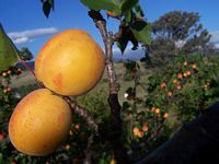 Abricotier commun. Fruits. Cliquer pour agrandir l'image.