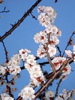 Abricotier commun. Fleurs. Cliquer pour agrandir l'image.
