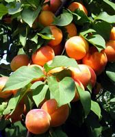 Abricotier commun. Fruits. Cliquer pour agrandir l'image.
