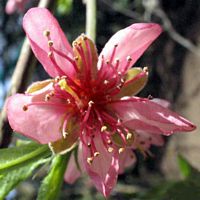 Abricotier commun. Fleur. Cliquer pour agrandir l'image.