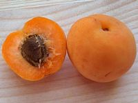 Abricotier commun. Fruit. Cliquer pour agrandir l'image.