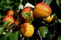 Abricotier commun. Fruit. Cliquer pour agrandir l'image.