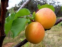 Abricotier commun. Fruits. Cliquer pour agrandir l'image.