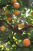 Abricotier commun. Fruits. Cliquer pour agrandir l'image.