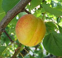 Abricotier commun. Fruit. Cliquer pour agrandir l'image.
