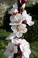Abricotier commun. Fleurs. Cliquer pour agrandir l'image.