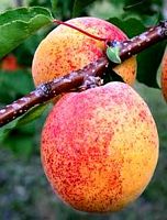 Abricotier commun. Fruits. Cliquer pour agrandir l'image.