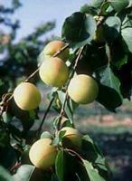 Abricotier commun. Fruit vert. Cliquer pour agrandir l'image.