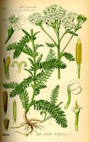 Achillée millefeuille. Planche d'identification. Cliquer pour agrandir l'image.