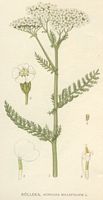 Achillée millefeuille. Dessin d'identification. Cliquer pour agrandir l'image.