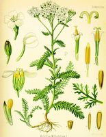 Achillée millefeuille. Planche d'identification Koehler. Cliquer pour agrandir l'image.