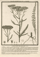 Achillée millefeuille. Planche d'identification. Cliquer pour agrandir l'image.