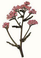 Achillée millefeuille. Dessin. Cliquer pour agrandir l'image.