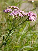 Achillée millefeuille. Fleur rose. Cliquer pour agrandir l'image.