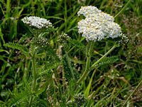 Achillée millefeuille. Fleur. Cliquer pour agrandir l'image.