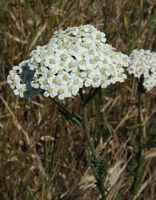 Achillée millefeuille. Fleur. Cliquer pour agrandir l'image.