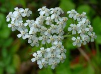 Achillée millefeuille. Fleur. Cliquer pour agrandir l'image.