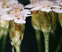 Achillée millefeuille. Fleur. Cliquer pour agrandir l'image.