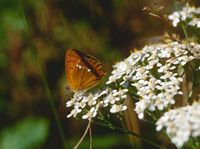 Achillée millefeuille. Cliquer pour agrandir l'image.
