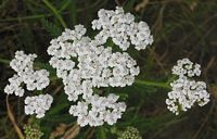 Achillée millefeuille. Cliquer pour agrandir l'image.