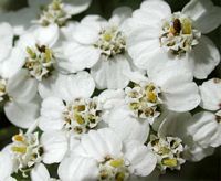 Achillée millefeuille. Fleurs. Cliquer pour agrandir l'image.