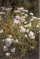 Achillée millefeuille. Fleurs. Cliquer pour agrandir l'image.
