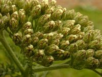 Achillée millefeuille. Bourgeons. Cliquer pour agrandir l'image.