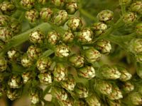 Achillée millefeuille. Bourgeons. Cliquer pour agrandir l'image.