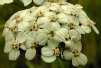 Achillée millefeuille. Capitule. Cliquer pour agrandir l'image.