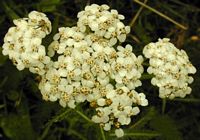 Achillée millefeuille. Capitule. Cliquer pour agrandir l'image.