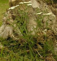 Achillée millefeuille. Cliquer pour agrandir l'image.
