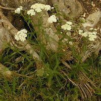 Achillée millefeuille. Cliquer pour agrandir l'image. Achillée millefeuille. Cliquer pour agrandir l'image.