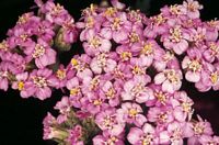 Achillée millefeuille. Capitule rose. Cliquer pour agrandir l'image.