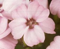 Achillée millefeuille. Fleur rose. Cliquer pour agrandir l'image.