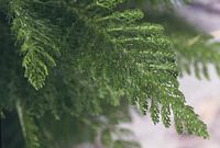 Achillée millefeuille. Feuilles. Cliquer pour agrandir l'image.