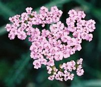 Achillée millefeuille. Fleurs. Cliquer pour agrandir l'image.