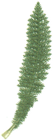 Achillée millefeuille. Feuille. Cliquer pour agrandir l'image.