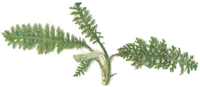 Achillée millefeuille. Plante. Cliquer pour agrandir l'image.