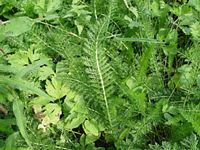 Achillée millefeuille. Feuilles. Cliquer pour agrandir l'image.