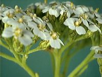 Achillée millefeuille. Capitules. Cliquer pour agrandir l'image.