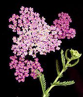Achillée millefeuille. Fleurs. Cliquer pour agrandir l'image.