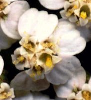 Achillée millefeuille. Fleur. Cliquer pour agrandir l'image.
