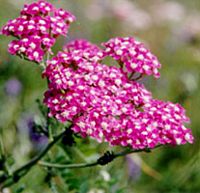 Achillée millefeuille. Fleurs. Cliquer pour agrandir l'image.
