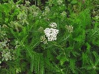 Achillée millefeuille. Capitules. Cliquer pour agrandir l'image.