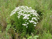 Achillée millefeuille. Plantes. Cliquer pour agrandir l'image.