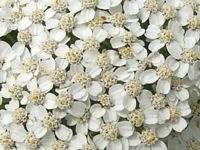Achillée millefeuille. Capitules. Cliquer pour agrandir l'image.