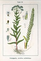 Achillée millefeuille. Cliquer pour agrandir l'image. Achillée millefeuille. Cliquer pour agrandir l'image.