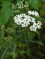 Achillée millefeuille. Inflorescence, Les Roches. Cliquer pour agrandir l'image.